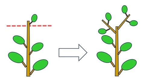 無花果摘心|イチジク栽培 品種や育て方で変わる摘芯・芽かき・。